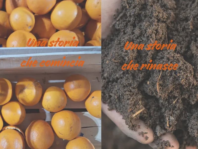 CARNEVALE IVREA - Le arance della battaglia diventeranno compost di qualità