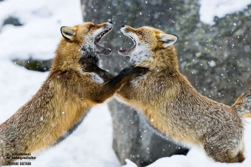IVREA - La ricchezza e la varietà della fauna alpina in una straordinaria raccolta di foto e dipinti - FOTO