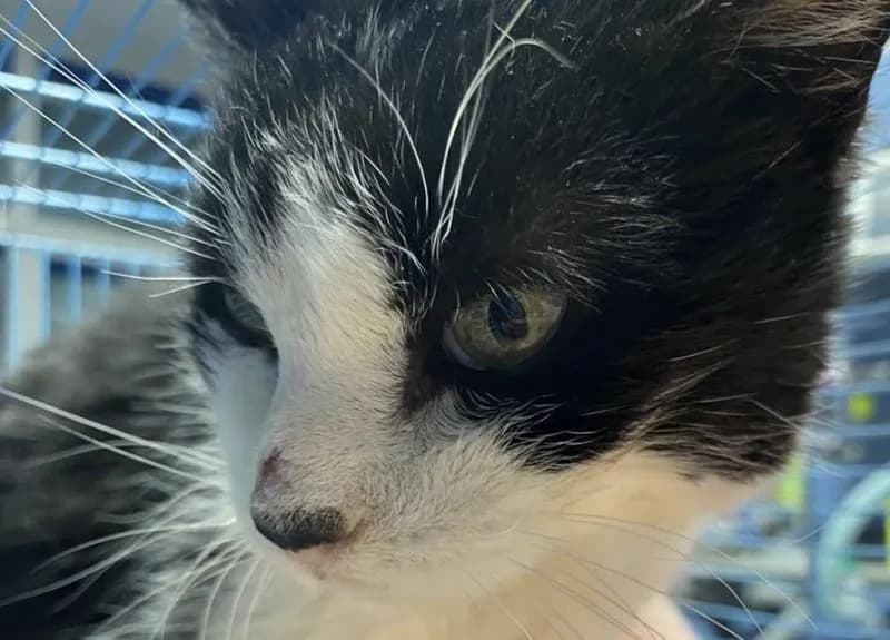 IVREA - Addio alla gatta «custode» del cimitero: la piccola Ivy non ce l'ha fatta