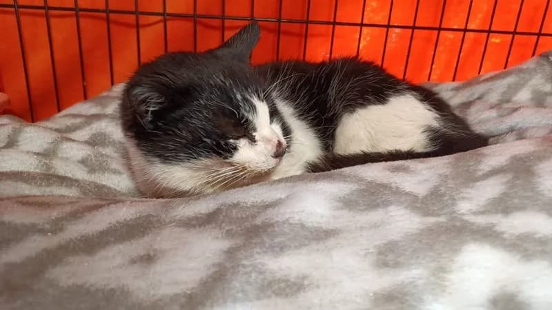 IVREA - La gattina del cimitero lotta per stare meglio: gara di solidarietà per Ivy