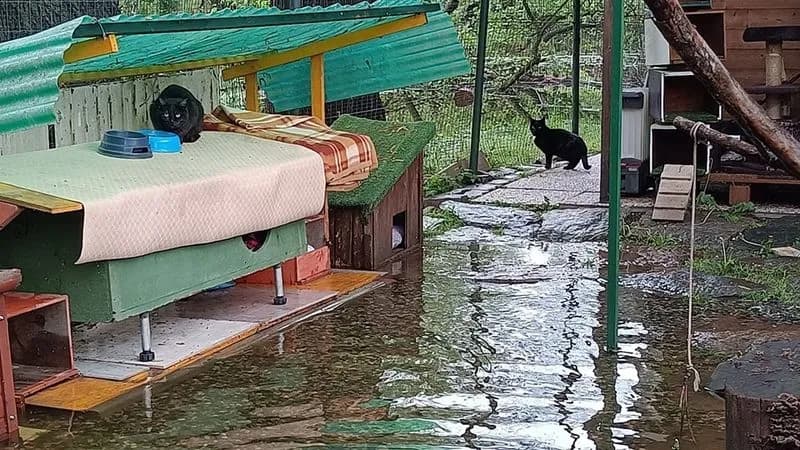IVREA - Maltempo, allagato il gattile: in salvo tutti i mici - FOTO