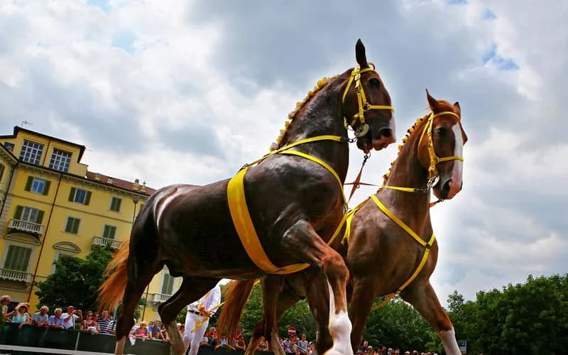IVREA - San Savino, c'è il bando per l'immagine grafica della festa