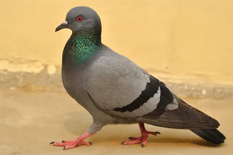 IVREA - Invasione di piccioni tra le case: da ora è vietato dare loro da mangiare