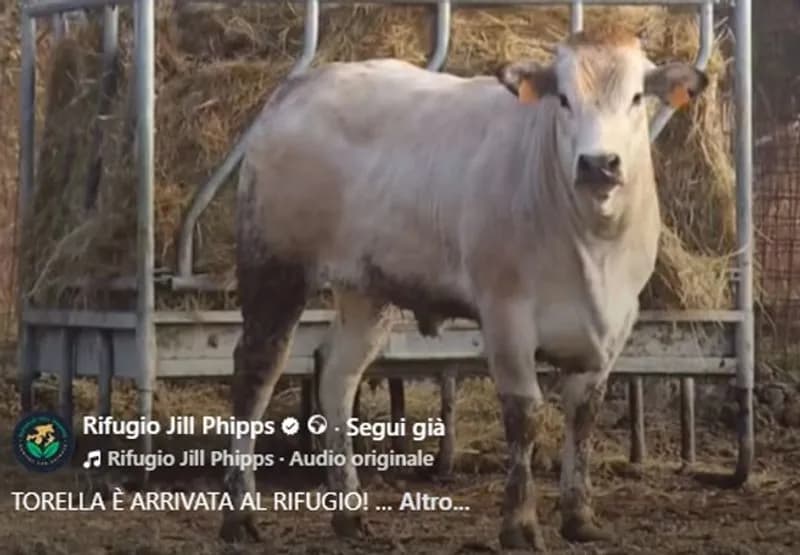 LEINI - La mucca Torella è salva: scappata dal macello ora è in rifugio