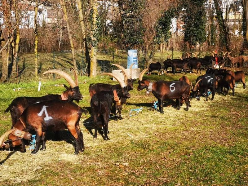 LOCANA - Esposizione caprina e «Bataja dl'e Crave» sono state un successo