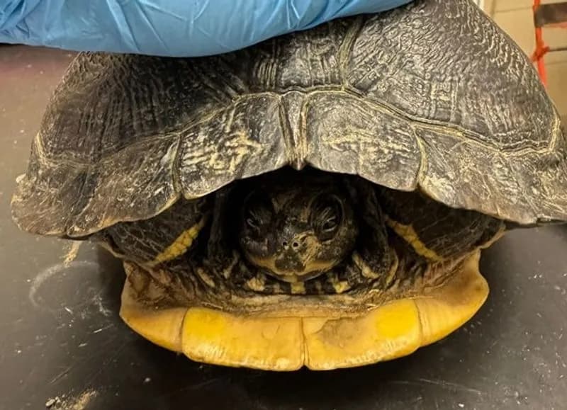 MAZZE' - Trovata una tartaruga di tre chili, ora è al Canc che attende la sua famiglia