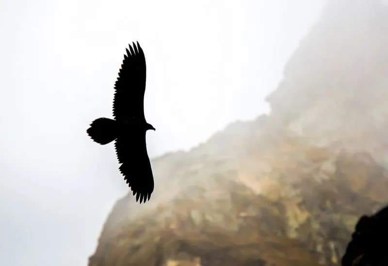 GRAN PARADISO - Hanno preso il volo i due giovani gipeti nati in Valle Orco