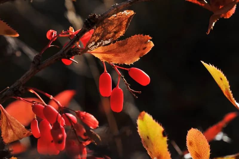 PARCO GRAN PARADISO - Colori e foliage, uno spettacolo da vivere nella natura - FOTO