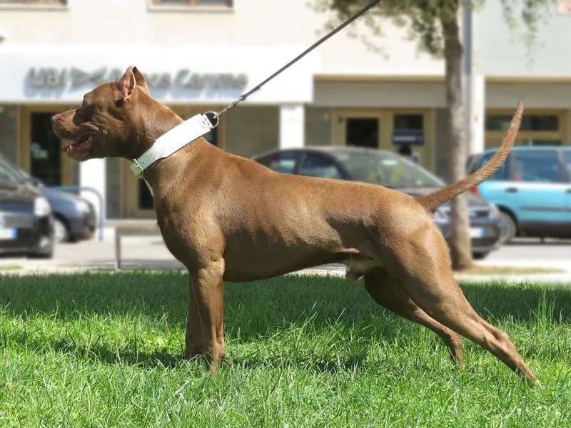 NOLE - Maltrattamenti ad un cane segnalati sui social, ma era tutto falso: i controlli della polizia locale