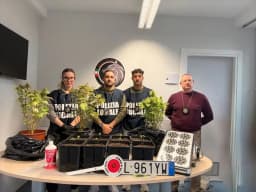 NOLE - Targhe clonate e una piantagione di marijuana in casa: beccati dalla polizia locale e denunciati