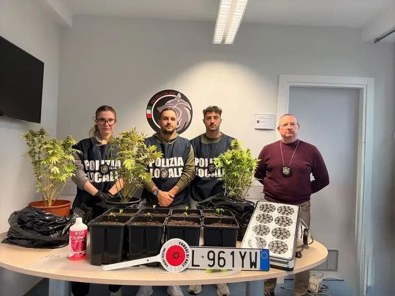 NOLE - Targhe clonate e una piantagione di marijuana in casa: beccati dalla polizia locale e denunciati