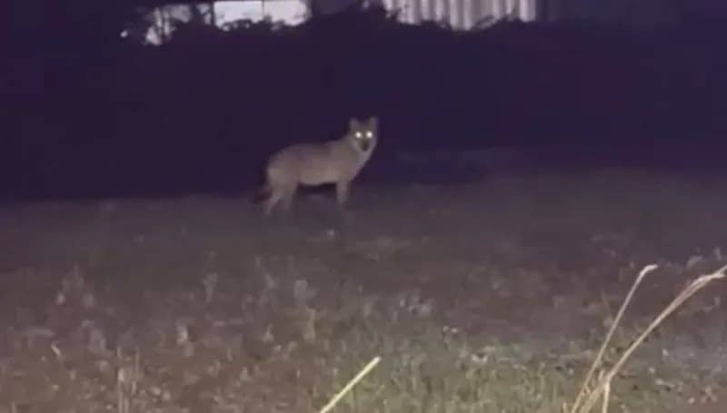 OGLIANICO - Un lupo in pianura: ecco perché si vedono (sempre di più) anche in Canavese - VIDEO