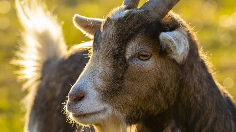 OZEGNA - Capretta scorrazza a San Rocco: recuperata e salvata da sindaco, amministratori e polizia locale