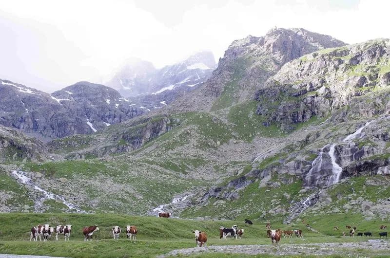 GRAN PARADISO - Il Parco a sostegno dell'allevamento in montagna
