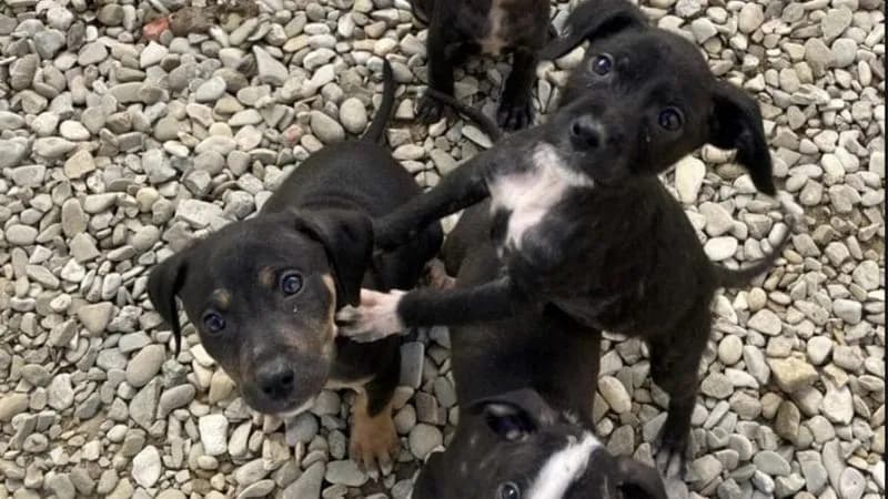 PONT CANAVESE - Sei cuccioli abbandonati dentro uno scatolone, salvati e portati in canile