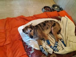 PONT CANAVESE-SPARONE - Trascinato dal trattore sulla 460, il cane Tek se la caverà: non è più in pericolo di vita