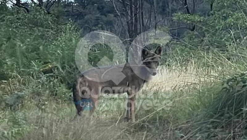 PRASCORSANO - Un lupo a spasso vicino al centro abitato: incontro ravvicinato alle porte del paese - FOTO