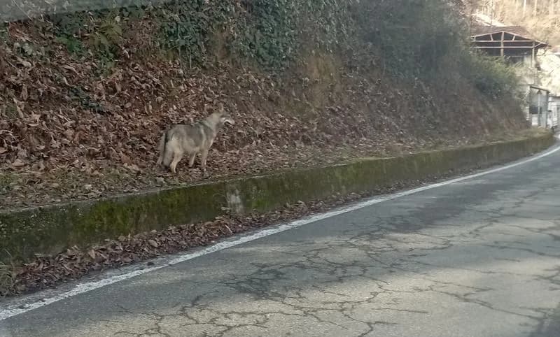 PRATIGLIONE - Lupo cecoslovacco fugge da casa, ritrovato anche grazie al tam-tam sui social - FOTO