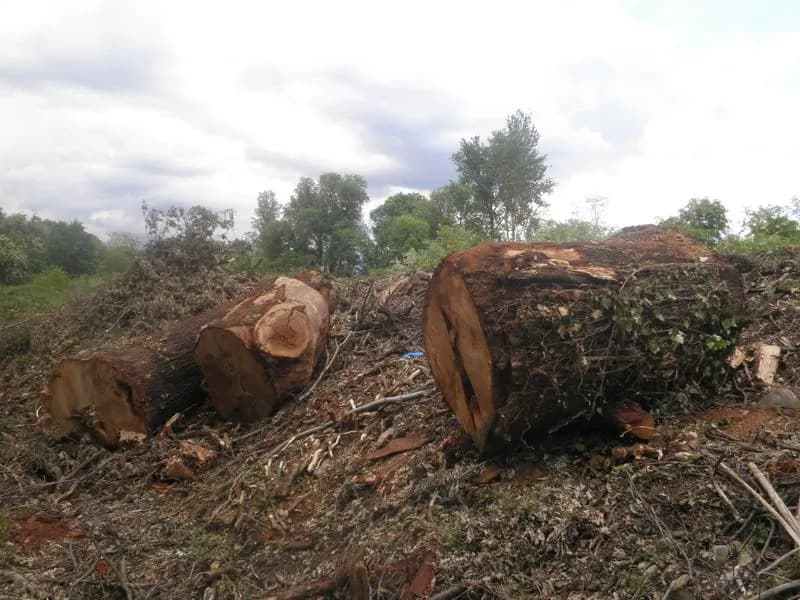 RIVAROLO CANAVESE - Alberi abbattuti sulla provinciale vicino al parco Malgrà: ambientalisti all'attacco del Comune - FOTO