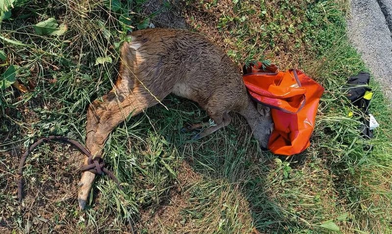 RIVAROLO CANAVESE - Capriolo cade in un fosso pieno d'acqua, salvato dai vigili del fuoco