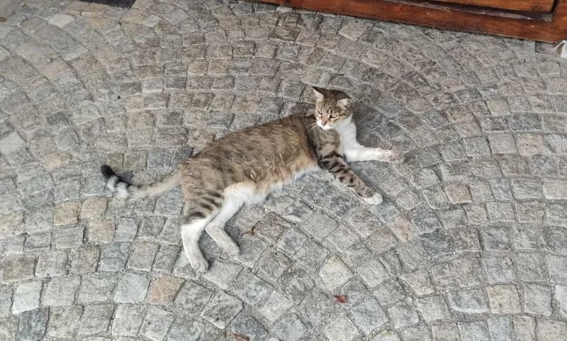 RIVAROLO CANAVESE - Breve storia della gatta adottata da un intero quartiere