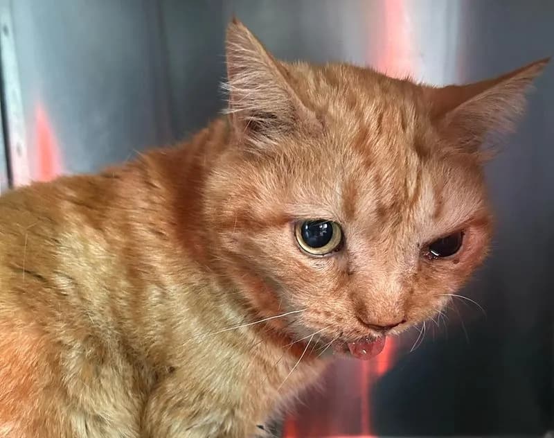 RIVAROLO CANAVESE - Operato il gatto investito da un pirata della strada in via Merlo: decisive le prossime ore