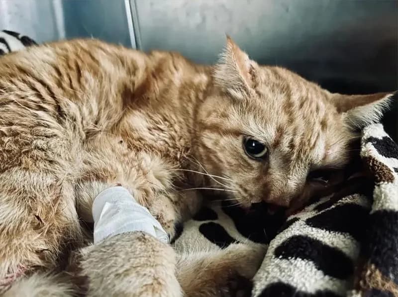 RIVAROLO CANAVESE - Investe un gatto in via Merlo e non si ferma a soccorrerlo: caccia al pirata della strada