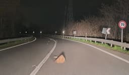 RIVAROLO CANAVESE - Prendono il menù d'asporto al McDonald's poi lanciano la spazzatura dal finestrino dell'auto