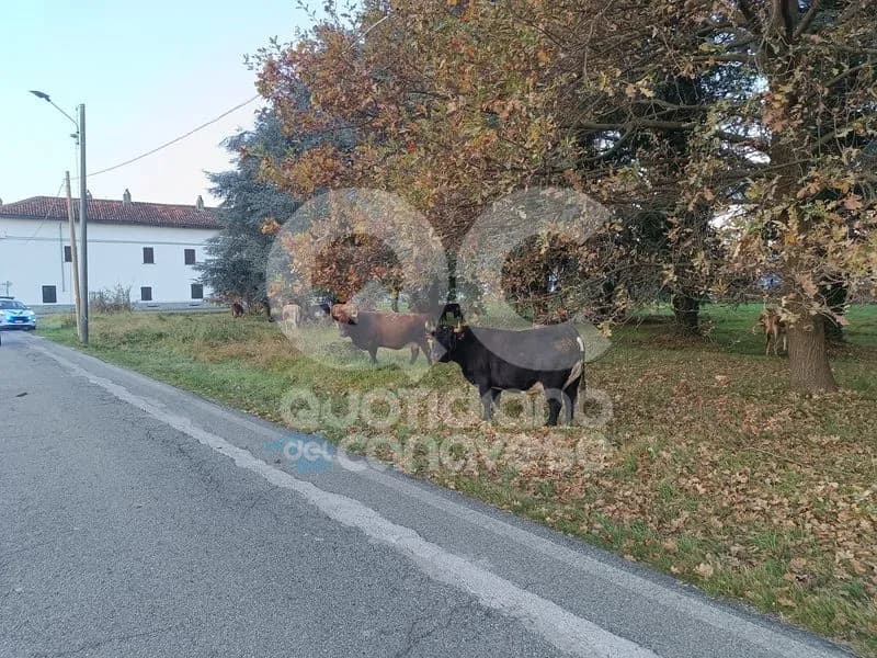 RIVAROLO CANAVESE - Mucche «invadono» la strada, intervento della polizia locale