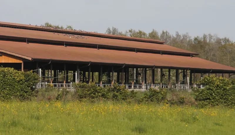 RIVAROLO CANAVESE - Mucche sotto sequestro, il tribunale di Ivrea ha nominato un amministratore straordinario