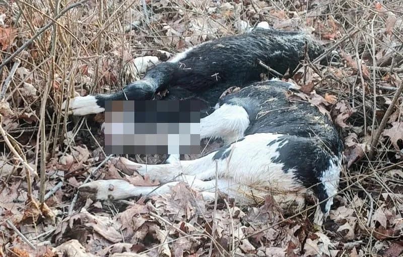 RIVAROSSA - Orrore nei boschi, due vitellini trovati morti