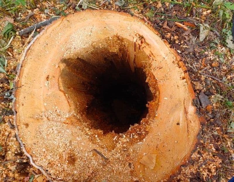 ROCCA CANAVESE - Alberi tagliati nel parco giochi, il sindaco si difende dalle critiche social