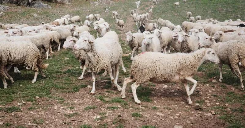 SAN BENIGNO CANAVESE - Pascoli abusivi, il sindaco Graffino chiede aiuto al Prefetto di Torino