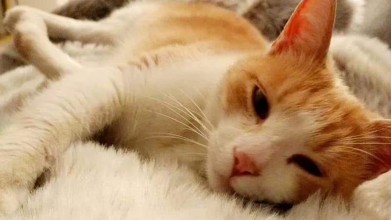 SAN BENIGNO CANAVESE - Sparano ad un gatto con un fucile ad aria compressa: scatta la denuncia