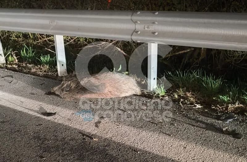 INCIDENTE SULLA 460 - Attraversano la strada e vengono falciati da un'auto: due cinghiali morti - FOTO