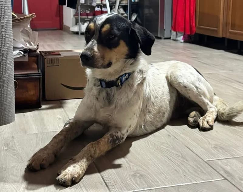 CANAVESE - Appello per ritrovare il cane Mirtillo, scappato il 6 dicembre