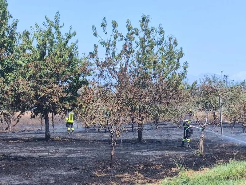 SAN GIUSTO CANAVESE - Incendio in via Grametti: bruciati un campo di grano e un frutteto - FOTO