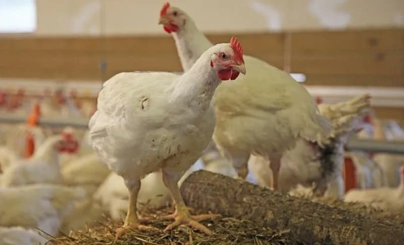 SAN GIUSTO CANAVESE - Odori sgradevoli, nuovi controlli dell'Arpa negli allevamenti di polli