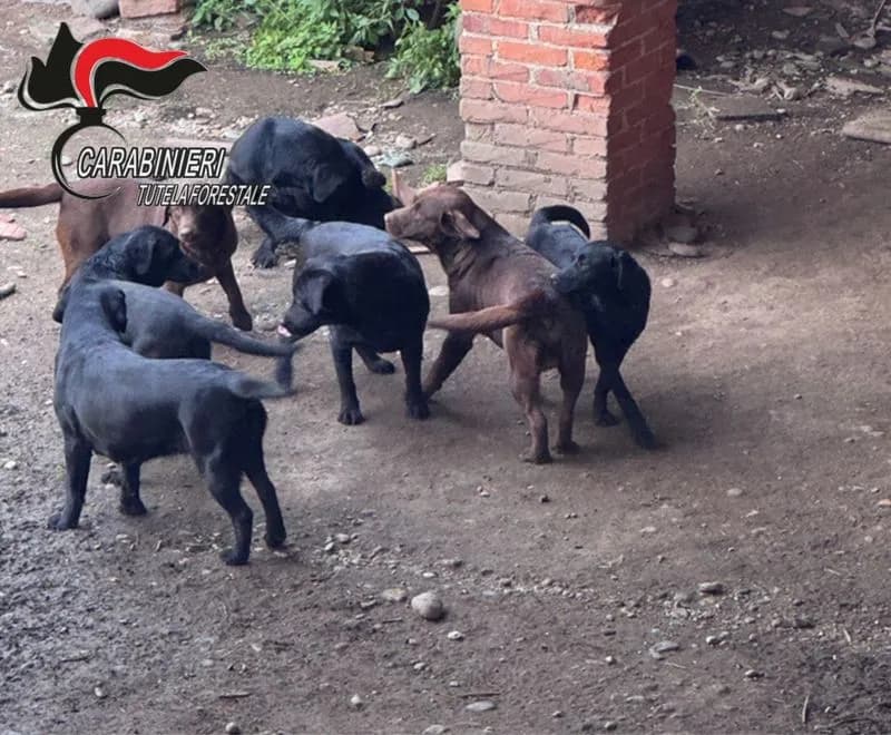 SCARMAGNO - Cuccioli in vendita senza pedigree: allevatore denunciato dai carabinieri forestali