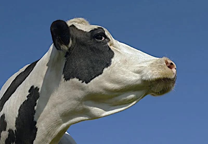 SPARONE - Mucche in fuga abbattute in paese, dopo le polemiche scatta l'ora delle denunce