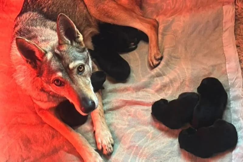 ORIO-SPARONE - Cuccioli appena nati abbandonati al loro destino: ora sono in salvo al canile di Caluso