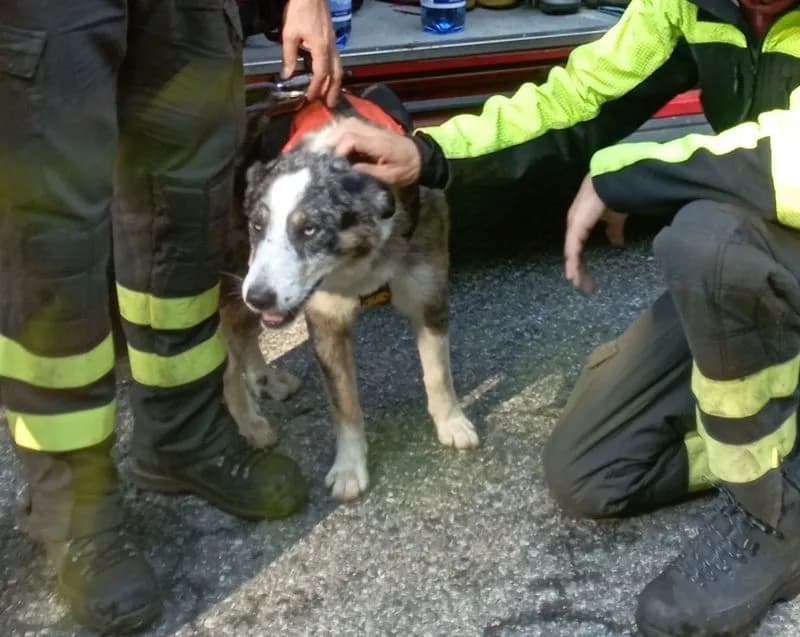 SPARONE - Salvato Tristano, il cane bloccato da due giorni su una roccia