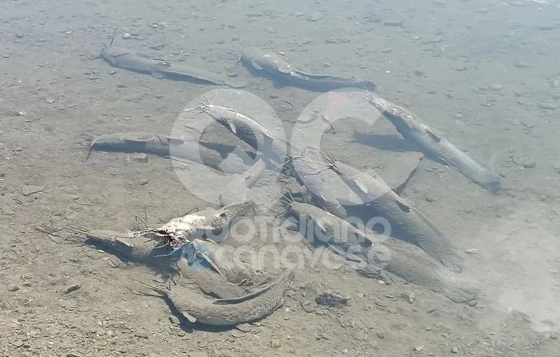 STRAMBINO - Anomala moria di pesci nel torrente Chiusella - FOTO