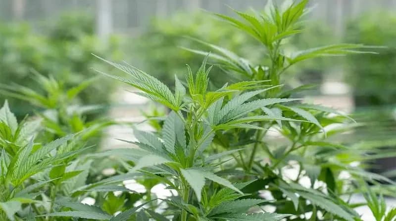 IVREA - Imprenditore coltiva cannabis light in Valchiusella, condannato a quattro mesi