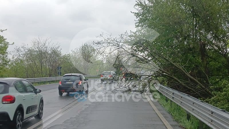 CANAVESE - Allerta gialla per pioggia, alberi giù lungo la 460