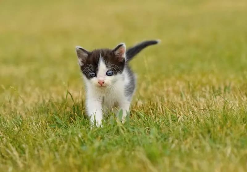 VALPERGA - Rubano la gattina di una bimba di tre anni, ma poi si pentono e la restituiscono
