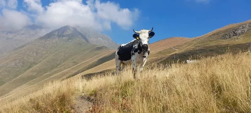 CANAVESE - Mancanza di erba negli alpeggi e siccità: «Bollino rosso per la disponibilità di acqua» - FOTO