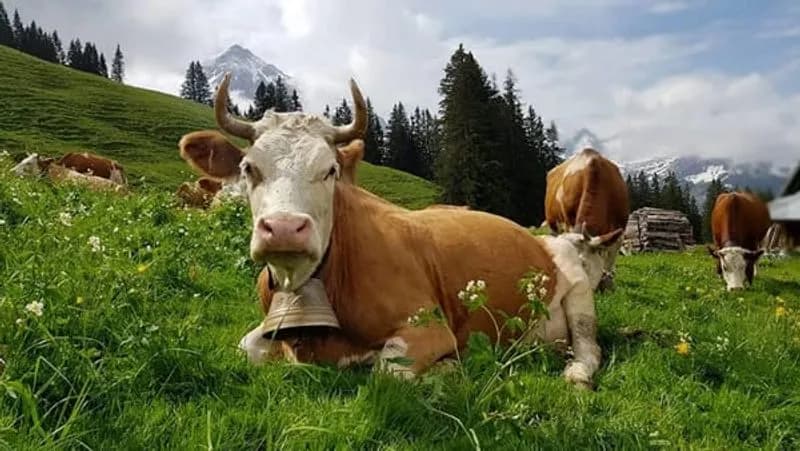 CANAVESE - Manca l'erba in montagna, allarme Coldiretti: «In crisi l'economia d'alpeggio»