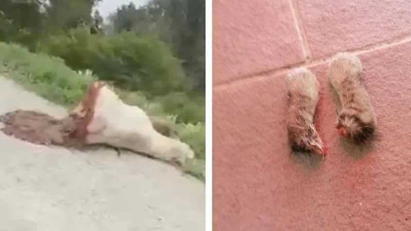 VEROLENGO - Una mucca tagliata in due dopo le zampine di un gatto, gli animalisti: «Riti satanici?»