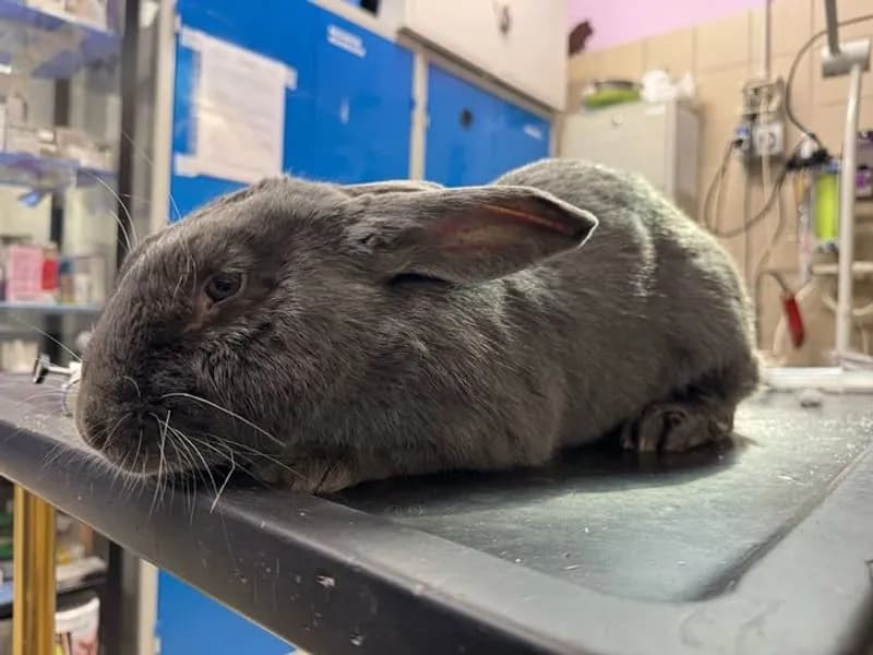 VOLPIANO - Salvato un coniglio ferito in via Verdi: appello per ritrovare la sua famiglia